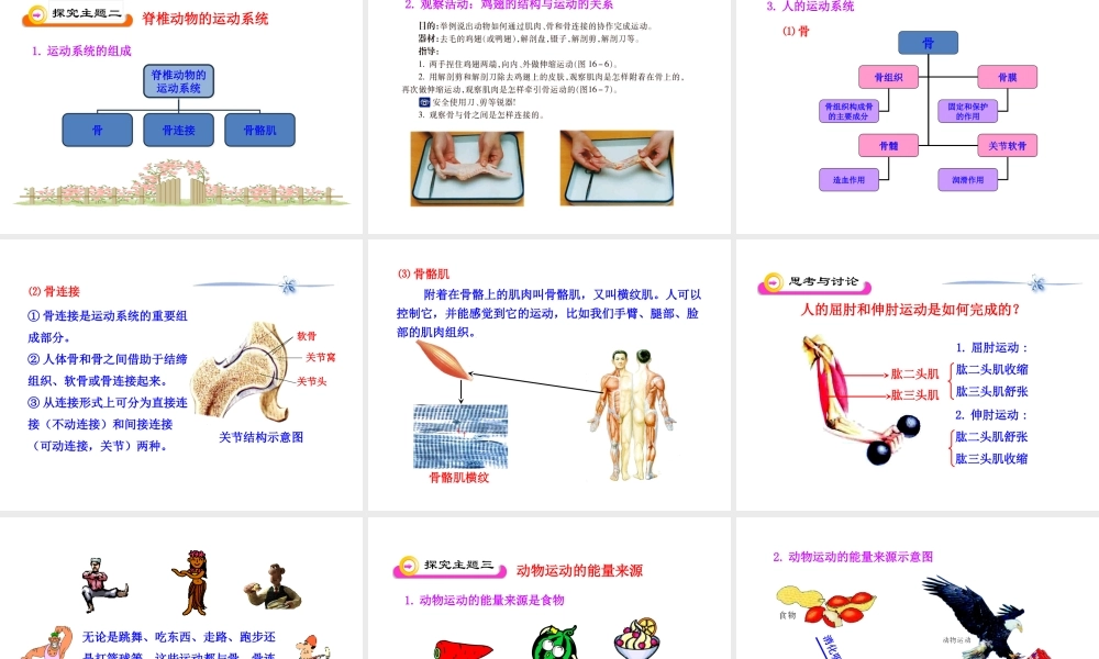 八年级生物下册 第16章 第二节 动物运动的能量来源课件 苏教版