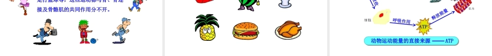 八年级生物下册 第16章 第二节 动物运动的能量来源课件 苏教版