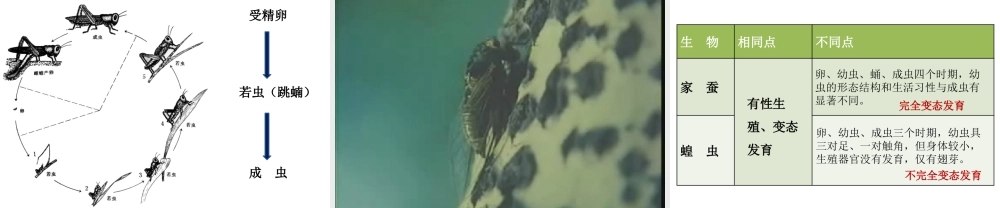 八年级生物下册 7.1.2 昆虫的生殖和发育教学课件 （新版）新人教版-（新版）新人教版初中八年级下册生物课件