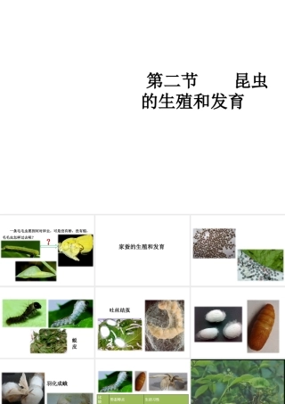 八年级生物下册 7.1.2 昆虫的生殖和发育教学课件 （新版）新人教版-（新版）新人教版初中八年级下册生物课件