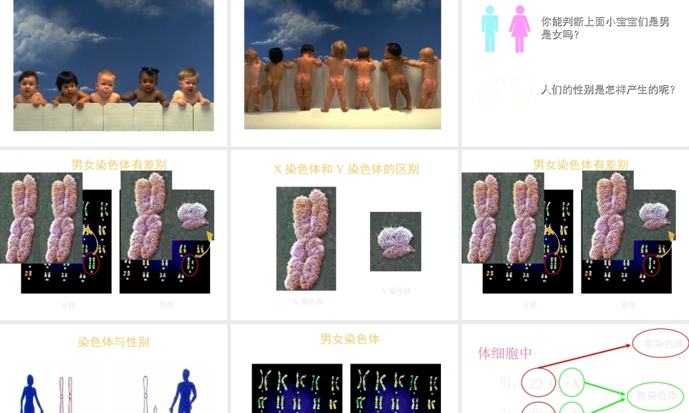 八年级生物下册 7.2.4 人的性别遗传课件 （新版）新人教版-（新版）新人教版初中八年级下册生物课件