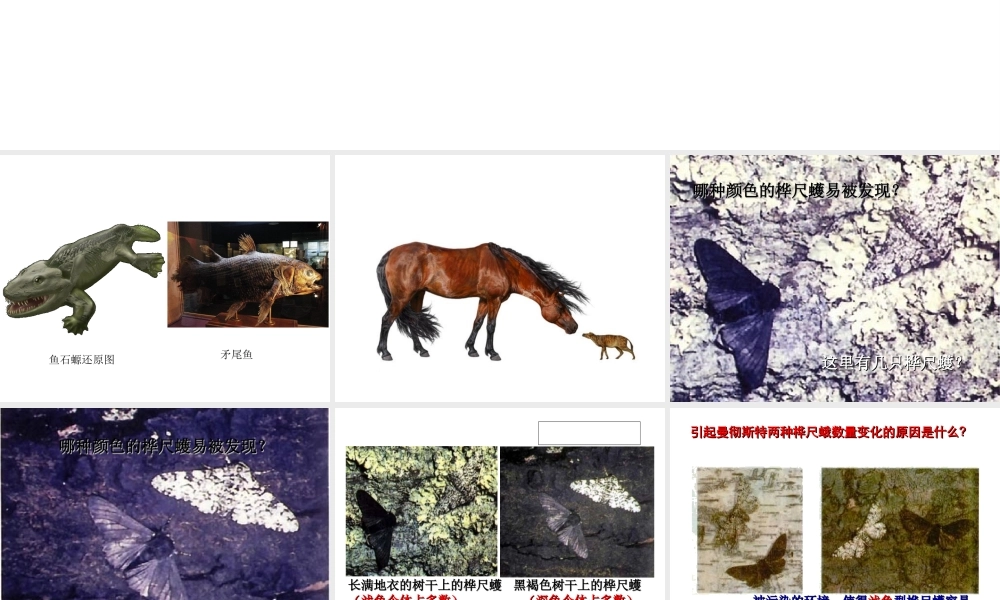 八年级生物下册 7.3.3 生物进化的原因课件2 （新版）新人教版