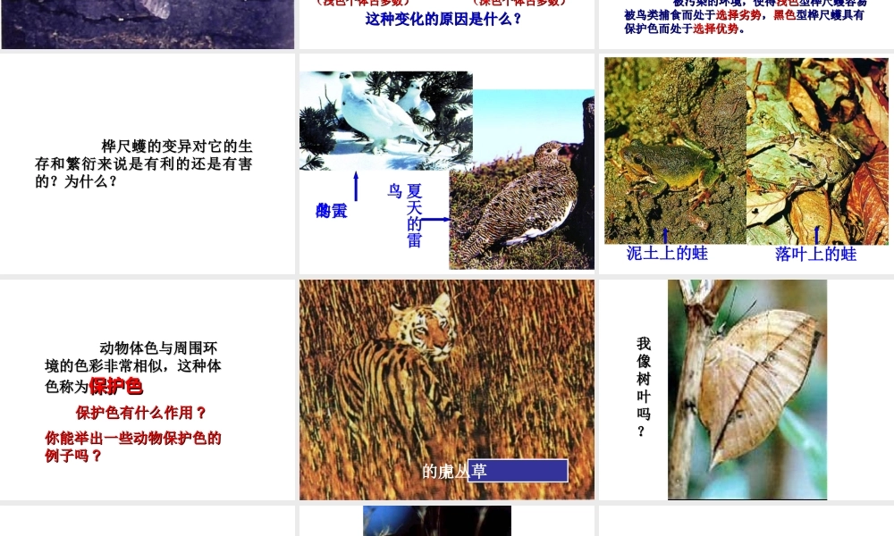 八年级生物下册 7.3.3 生物进化的原因课件2 （新版）新人教版