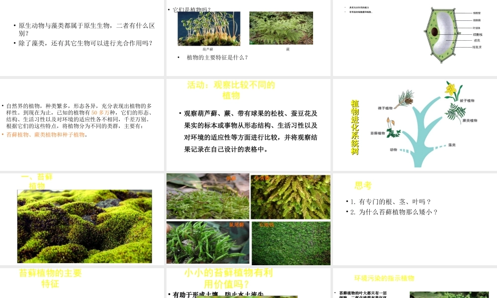 八年级生物下册 22.3 植物的主要类群课件 （新版）北师大版-（新版）北师大版初中八年级下册生物课件