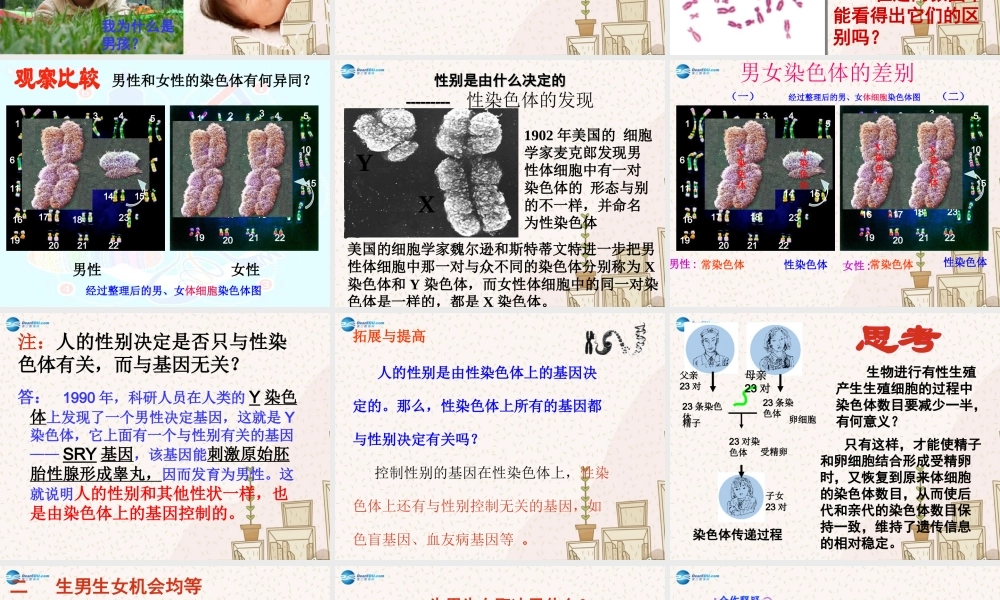 八年级生物下册 7.2.4 人的性别遗传课件 新人教版