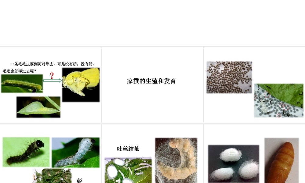 八年级生物下册 7.1.2 昆虫的生殖和发育教学课件 （新版）新人教版-（新版）新人教级下册生物课件