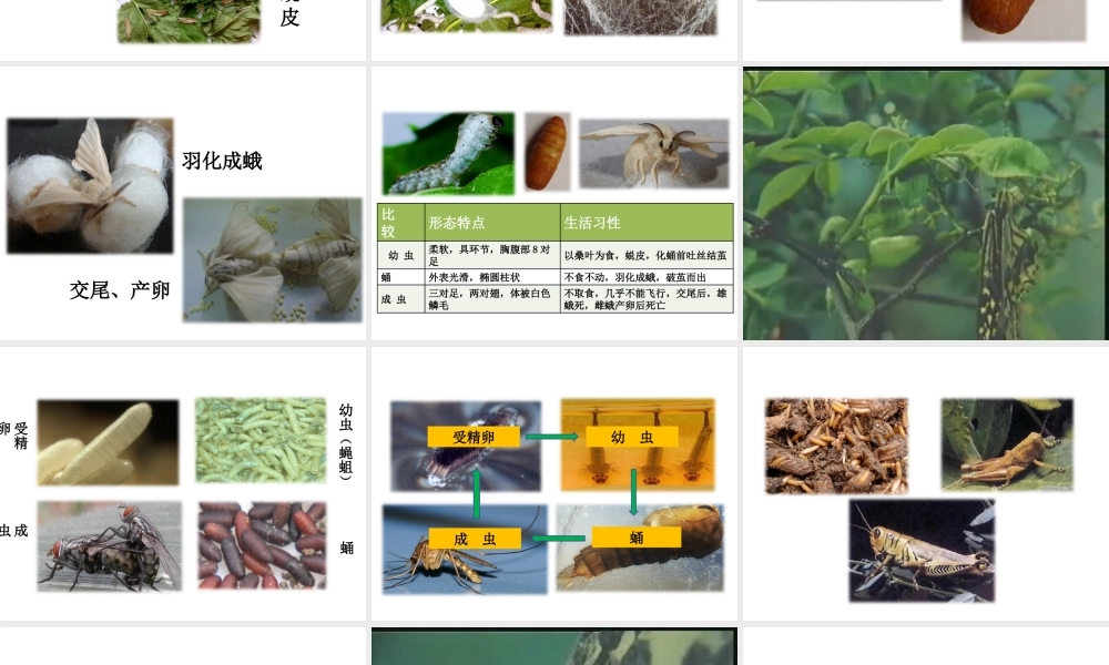 八年级生物下册 7.1.2 昆虫的生殖和发育教学课件 （新版）新人教版-（新版）新人教级下册生物课件