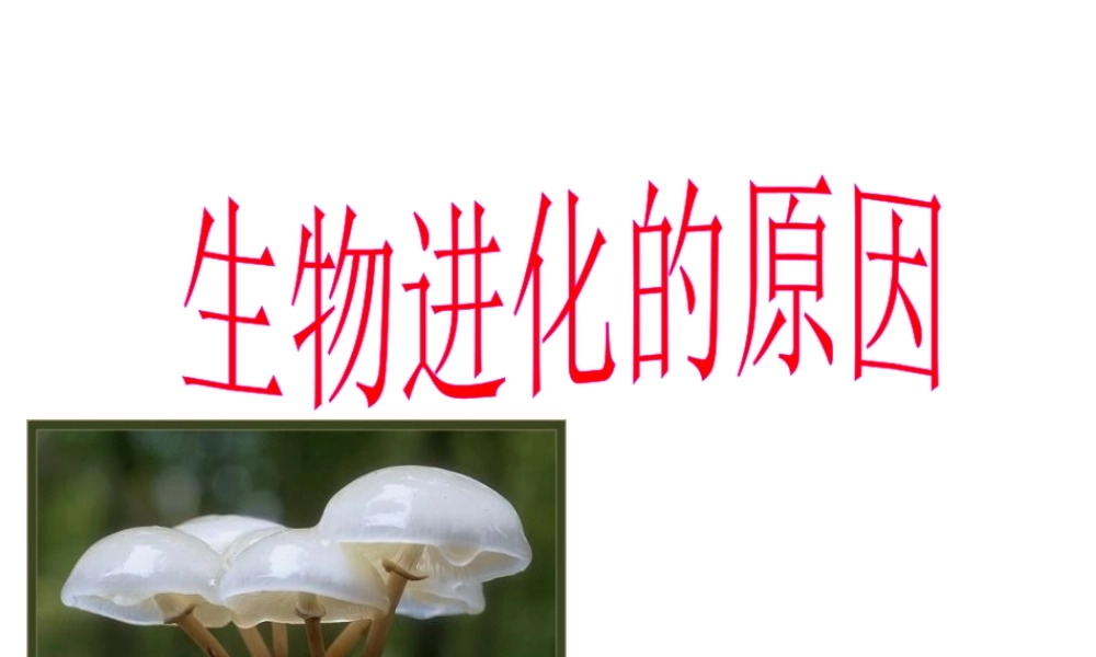 八年级生物下册 7.3.3 生物进化的原因课件3 （新版）新人教版