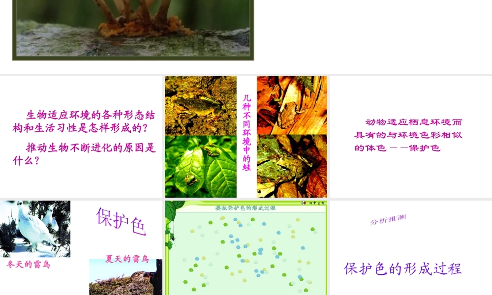 八年级生物下册 7.3.3 生物进化的原因课件3 （新版）新人教版