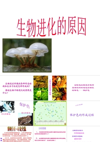 八年级生物下册 7.3.3 生物进化的原因课件3 （新版）新人教版