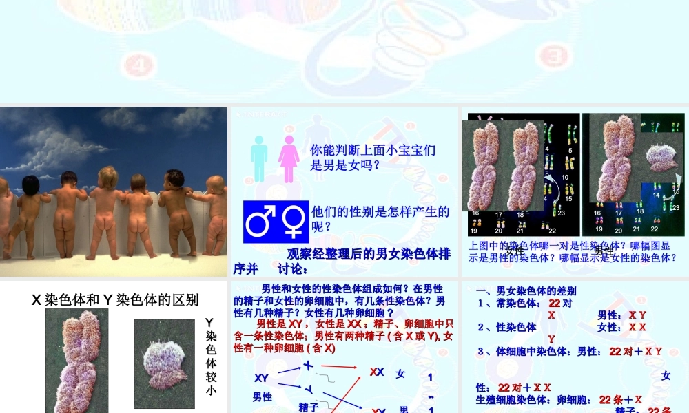 八年级生物下册 7.2.4 人的性别遗传课件 新人教版-新人教级下册生物课件