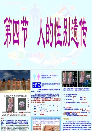 八年级生物下册 7.2.4 人的性别遗传课件 新人教版-新人教级下册生物课件