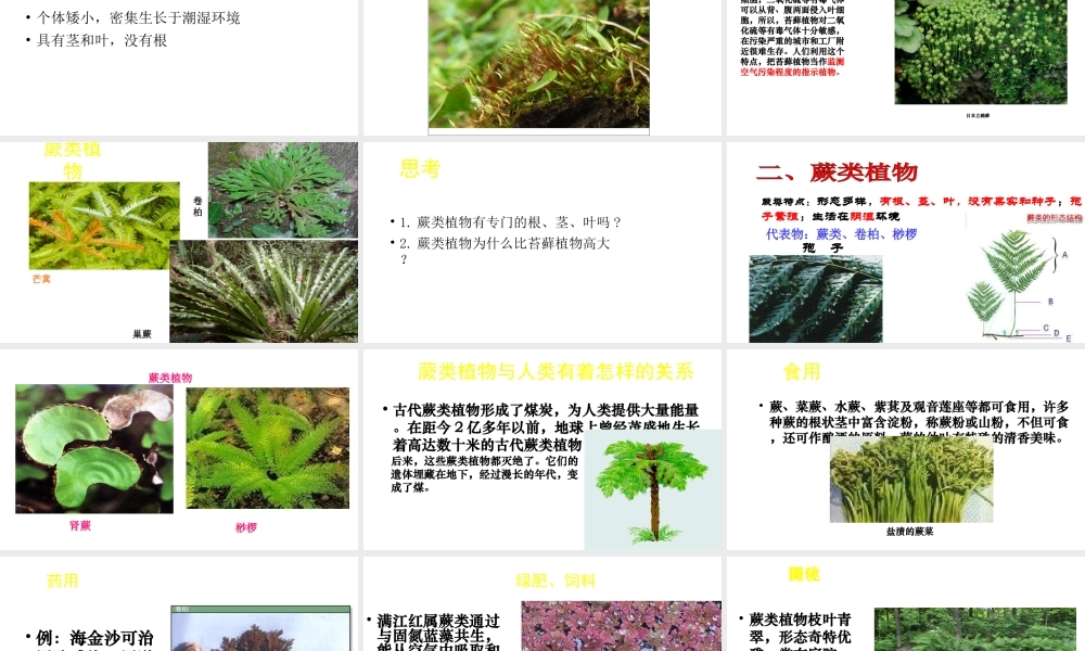 八年级生物下册 22.3 植物的主要类群课件 （新版）北师大版-（新版）北师大级下册生物课件