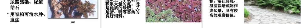 八年级生物下册 22.3 植物的主要类群课件 （新版）北师大版-（新版）北师大级下册生物课件