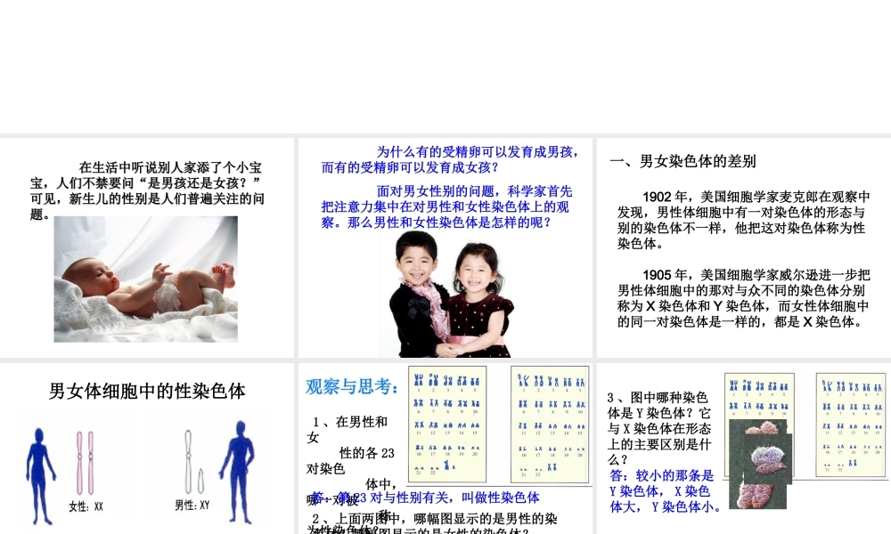 八年级生物下册 7.2.4 人的性别遗传课件（1） （新版）新人教版