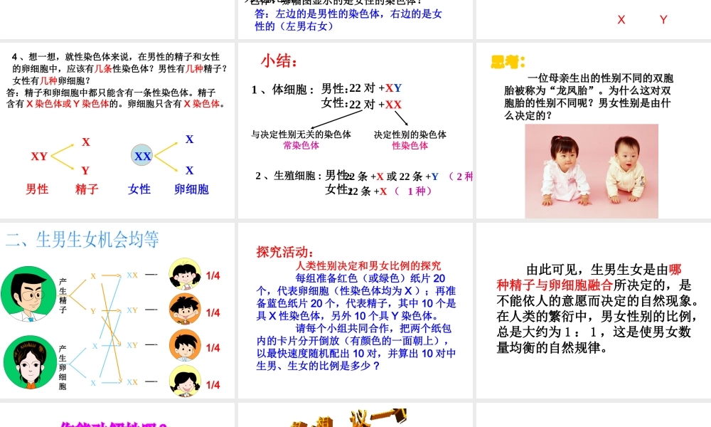 八年级生物下册 7.2.4 人的性别遗传课件（1） （新版）新人教版