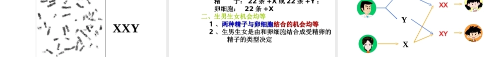 八年级生物下册 7.2.4 人的性别遗传课件（1） （新版）新人教版