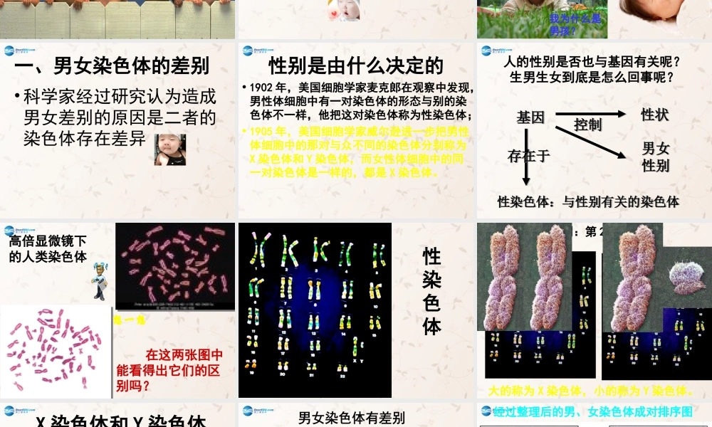 八年级生物下册 7.2.4 人的性别遗传课件1 （新版）新人教版