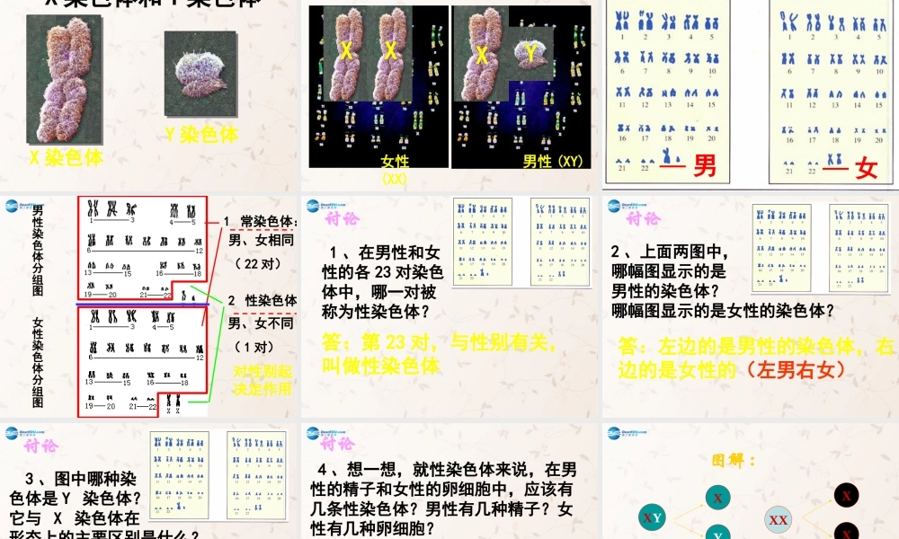 八年级生物下册 7.2.4 人的性别遗传课件1 （新版）新人教版