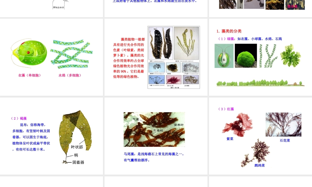 八年级生物下册 22.3 植物的主要类群课件 北师大版-北师大版初中八年级下册生物课件