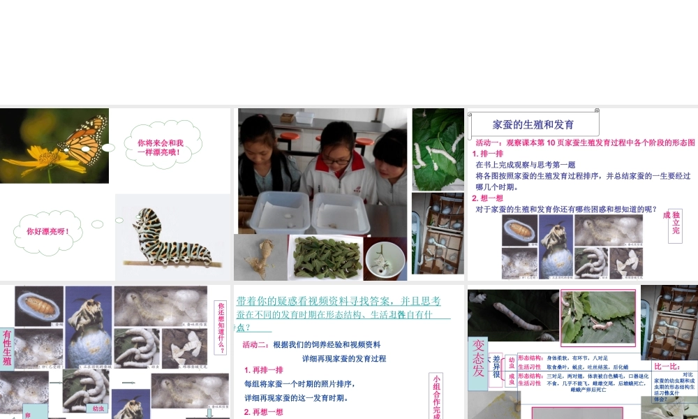 八年级生物下册 7.1.2 昆虫的生殖和发育课件 （新版）新人教版
