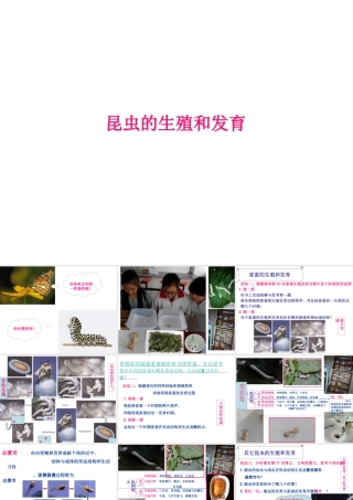 八年级生物下册 7.1.2 昆虫的生殖和发育课件 （新版）新人教版