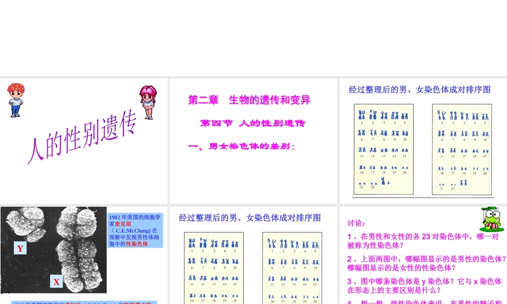 八年级生物下册 7.2.4 人的性别遗传课件1 新人教版