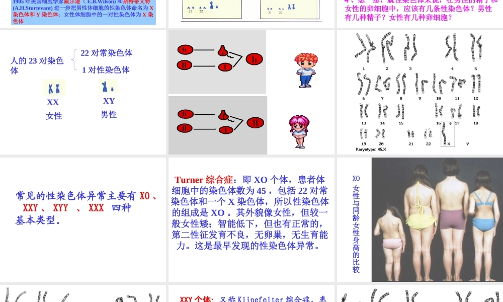 八年级生物下册 7.2.4 人的性别遗传课件1 新人教版
