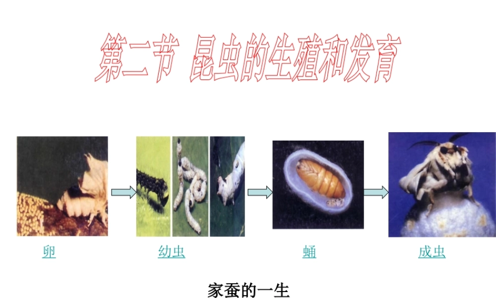 八年级生物下册 7.1.2 昆虫的生殖和发育课件 新人教版