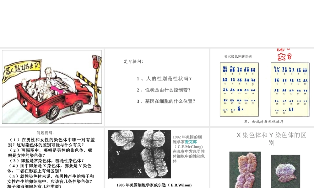 八年级生物下册 7.2.4 人的性别遗传课件2 （新版）新人教版