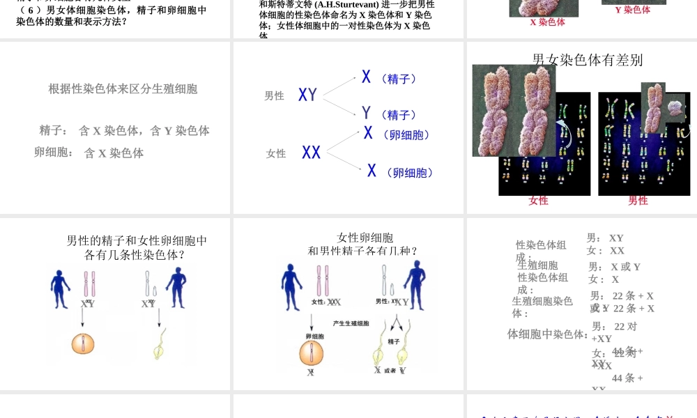 八年级生物下册 7.2.4 人的性别遗传课件2 （新版）新人教版