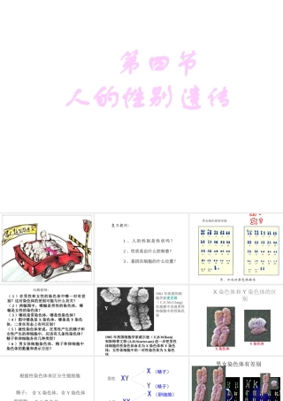 八年级生物下册 7.2.4 人的性别遗传课件2 （新版）新人教版
