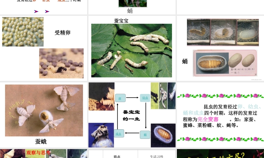 八年级生物下册 7.1.2 昆虫的生殖和发育课件 新人教版-新人教版初中八年级下册生物课件