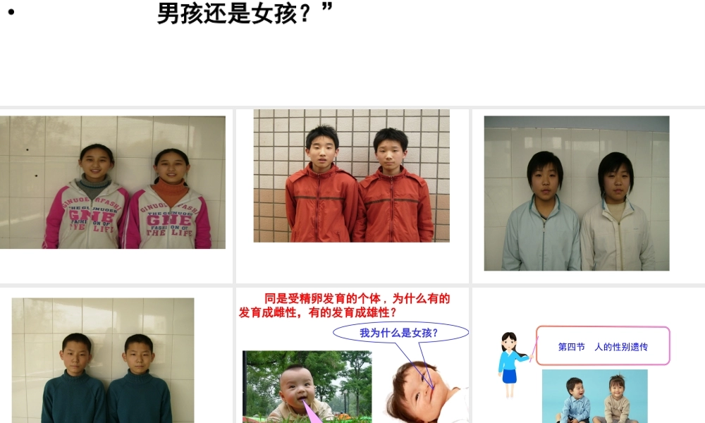 八年级生物下册 7.2.4 人的性别遗传课件2 新人教版