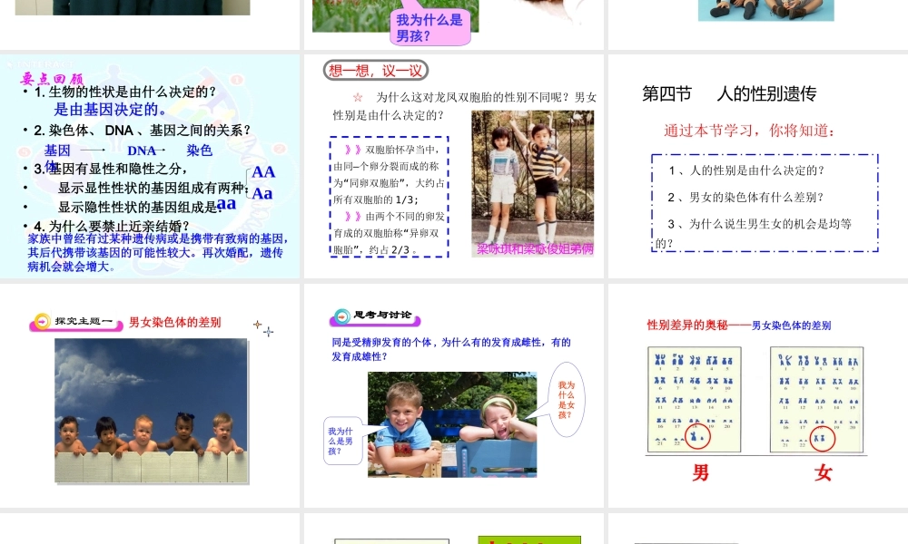 八年级生物下册 7.2.4 人的性别遗传课件2 新人教版