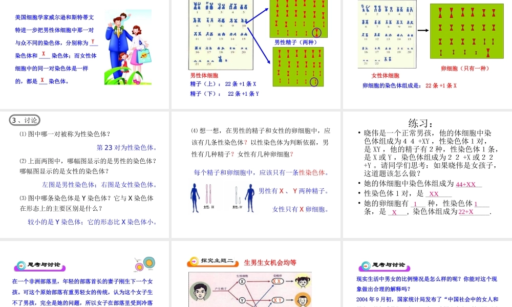 八年级生物下册 7.2.4 人的性别遗传课件2 新人教版