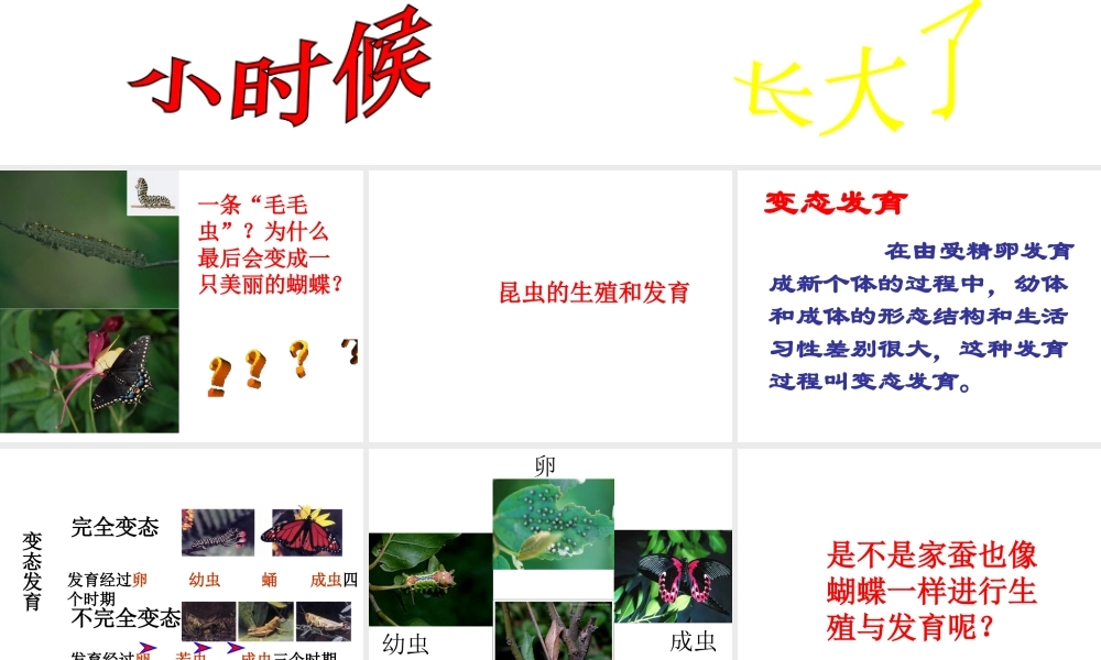 八年级生物下册 7.1.2 昆虫的生殖和发育课件 新人教版-新人教级下册生物课件