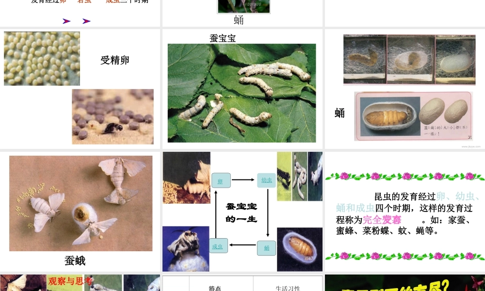 八年级生物下册 7.1.2 昆虫的生殖和发育课件 新人教版-新人教级下册生物课件