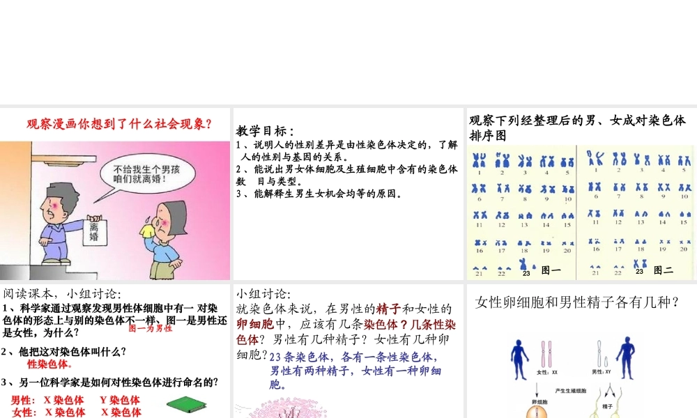 八年级生物下册 7.2.4 人的性别遗传课件3 （新版）新人教版