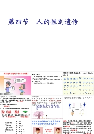 八年级生物下册 7.2.4 人的性别遗传课件3 （新版）新人教版
