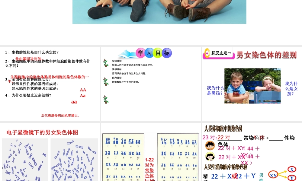 八年级生物下册 7.2.4 人的性别遗传课件4 （新版）新人教版