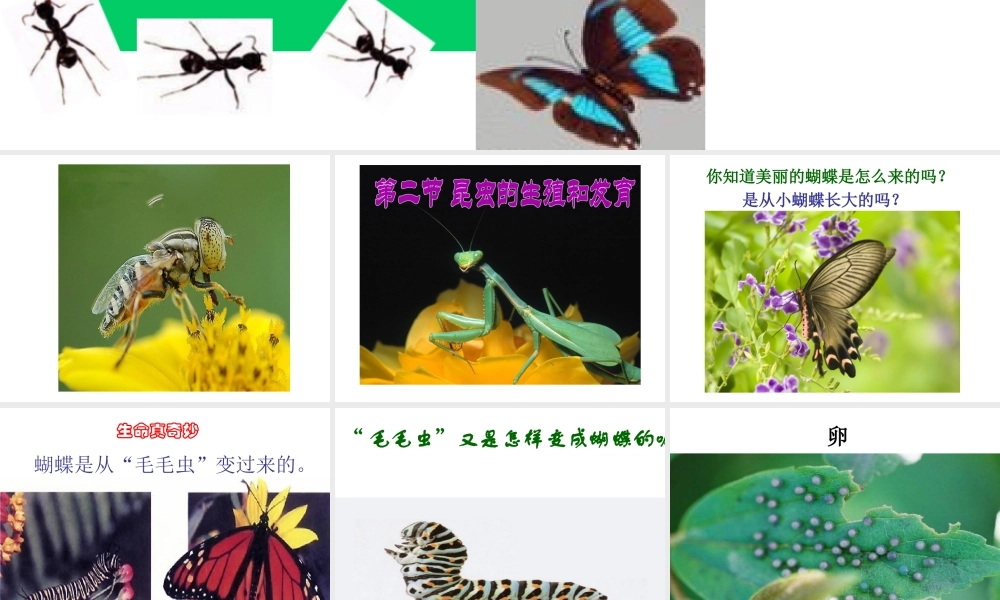 八年级生物下册 7.1.2 昆虫的生殖和发育课件（1）（新版）新人教版-（新版）新人教版初中八年级下册生物课件