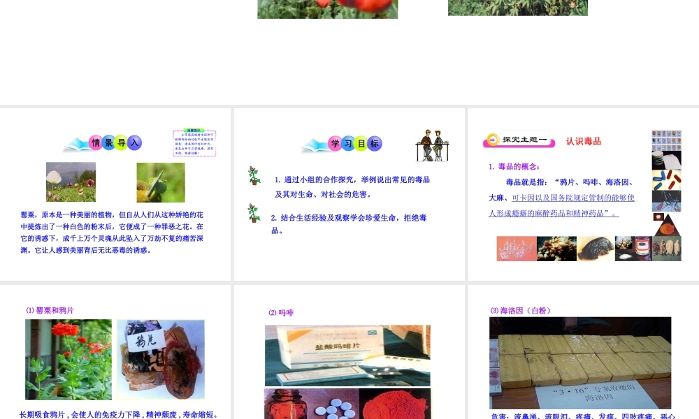 八年级生物下册 第19章 第二节 拒绝毒品课件 苏教版