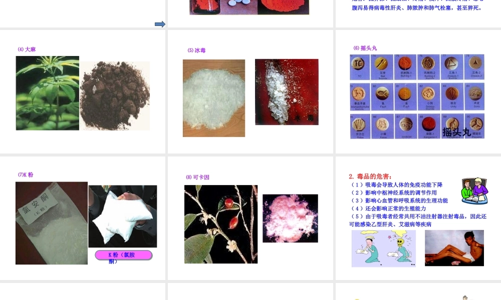 八年级生物下册 第19章 第二节 拒绝毒品课件 苏教版