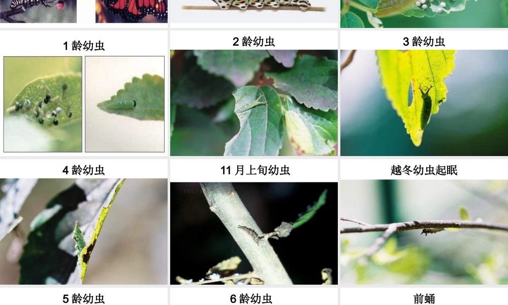 八年级生物下册 7.1.2 昆虫的生殖和发育课件（1）（新版）新人教版-（新版）新人教级下册生物课件