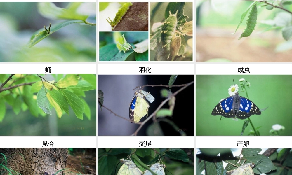 八年级生物下册 7.1.2 昆虫的生殖和发育课件（1）（新版）新人教版-（新版）新人教级下册生物课件