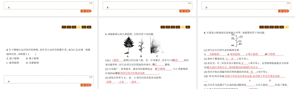 八年级生物下册 22.3植物的主要类群课件2 （新版）北师大版-（新版）北师大级下册生物课件