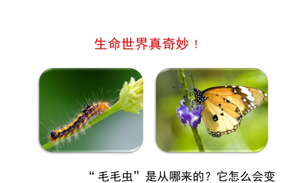 八年级生物下册 7.1.2 昆虫的生殖和发育课件（2）（新版）新人教版-（新版）新人教版初中八年级下册生物课件