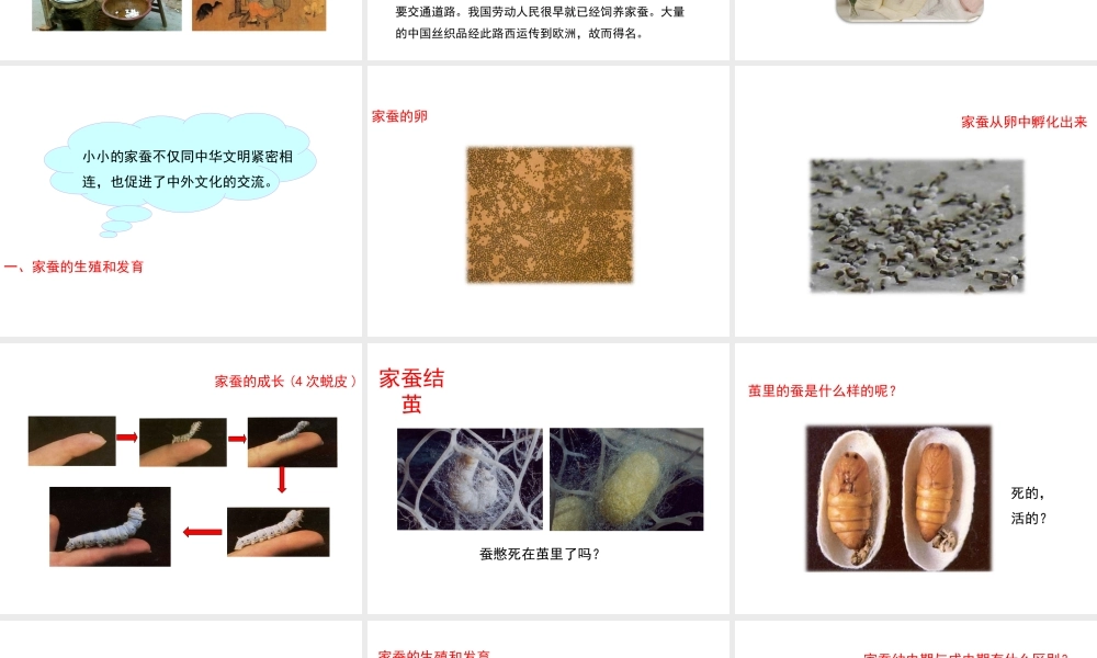 八年级生物下册 7.1.2 昆虫的生殖和发育课件（2）（新版）新人教版-（新版）新人教版初中八年级下册生物课件