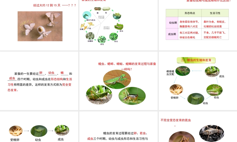 八年级生物下册 7.1.2 昆虫的生殖和发育课件（2）（新版）新人教版-（新版）新人教版初中八年级下册生物课件